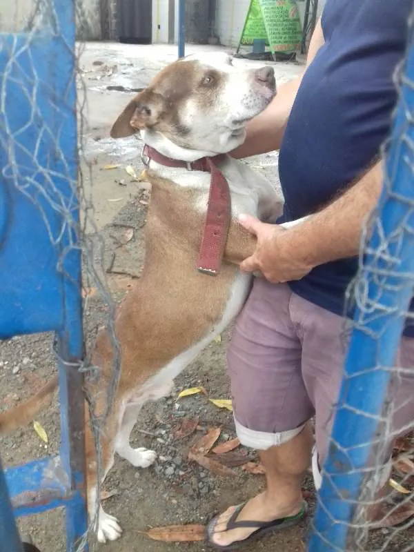 Cachorro raça Pit-Bull idade 2 anos nome Toby