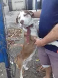 Cachorro raça Pit-Bull idade 2 anos nome Toby