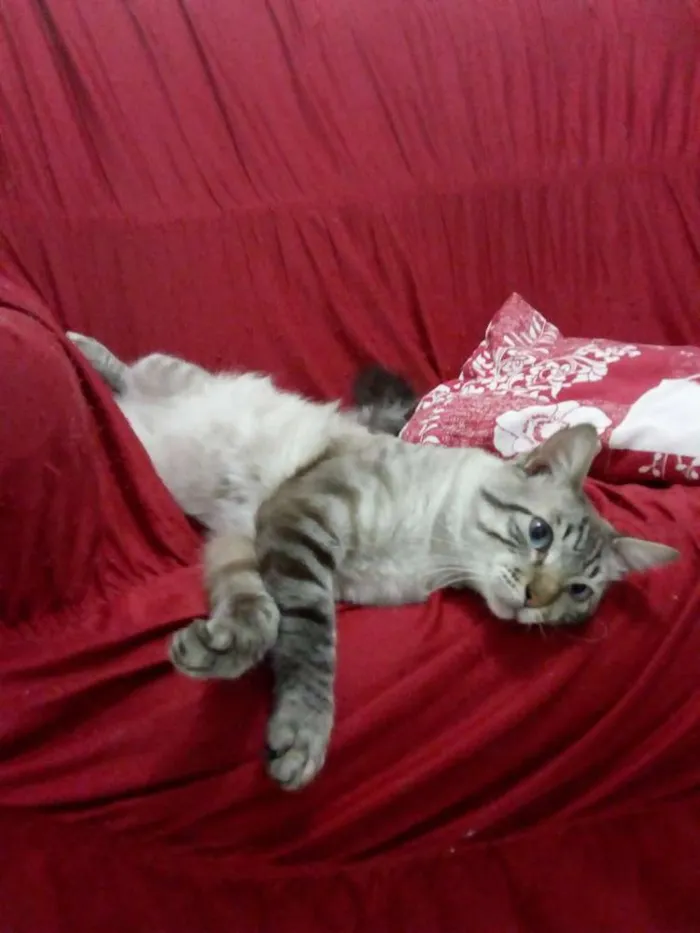 Gato ra a Srd idade 3 anos nome Tigrão
