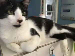 Gato raça SRD idade 2 a 6 meses nome Odin