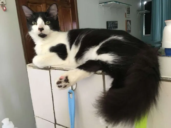 Gato ra a SRD idade 2 a 6 meses nome Odin