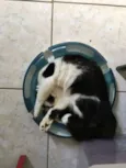 Odin