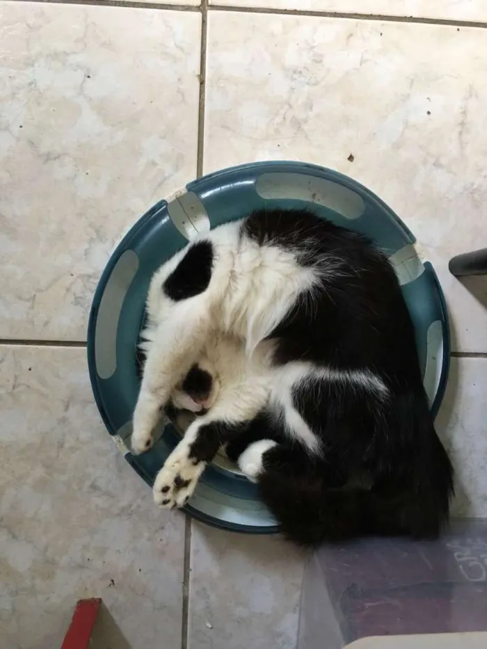 Gato ra a SRD idade 2 a 6 meses nome Odin
