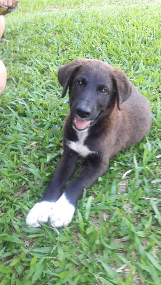 Cachorro ra a Indefinida idade 2 a 6 meses nome Sem nome