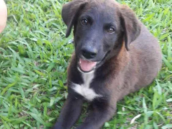 Cachorro ra a Indefinida idade 2 a 6 meses nome Sem nome