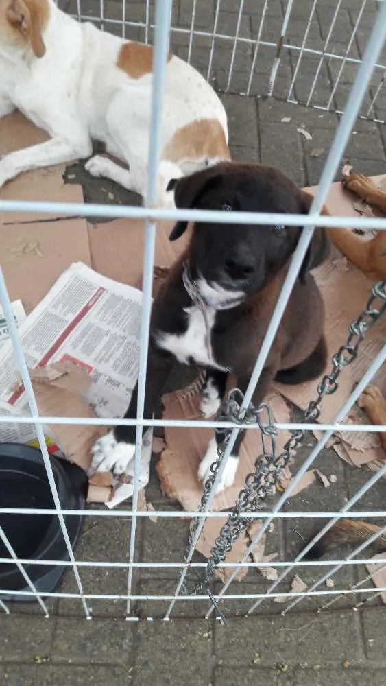 Cachorro ra a Indefinida idade 2 a 6 meses nome Sem nome