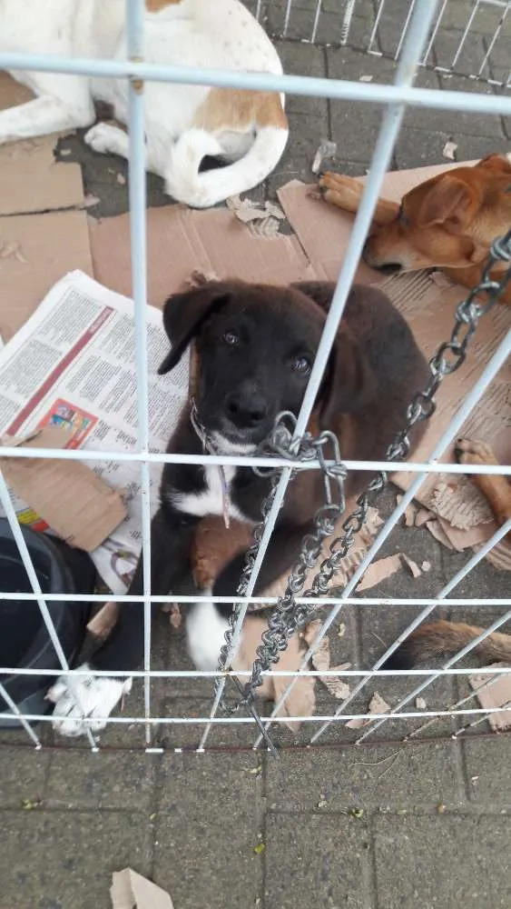 Cachorro ra a Indefinida idade 2 a 6 meses nome Sem nome