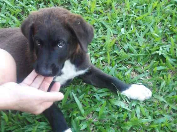 Cachorro ra a Indefinida idade 2 a 6 meses nome Sem nome
