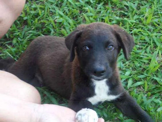 Cachorro ra a Indefinida idade 2 a 6 meses nome Sem nome