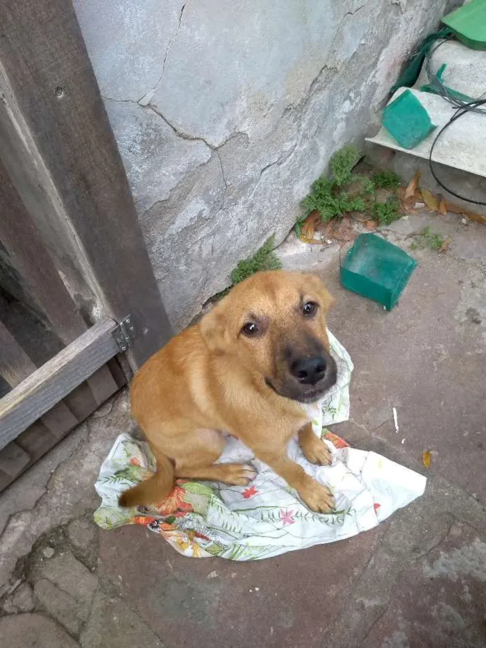 Cachorro ra a Sem raça definida idade 2 a 6 meses nome Jack