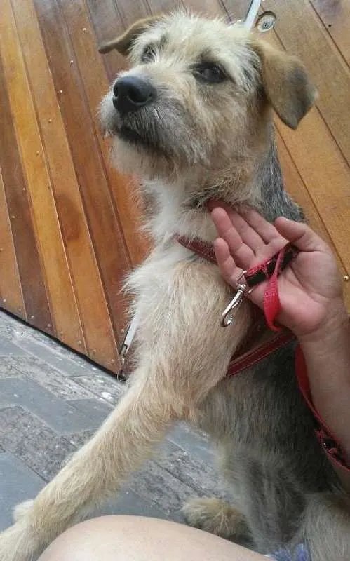 Cachorro ra a srd idade 1 ano nome Alice