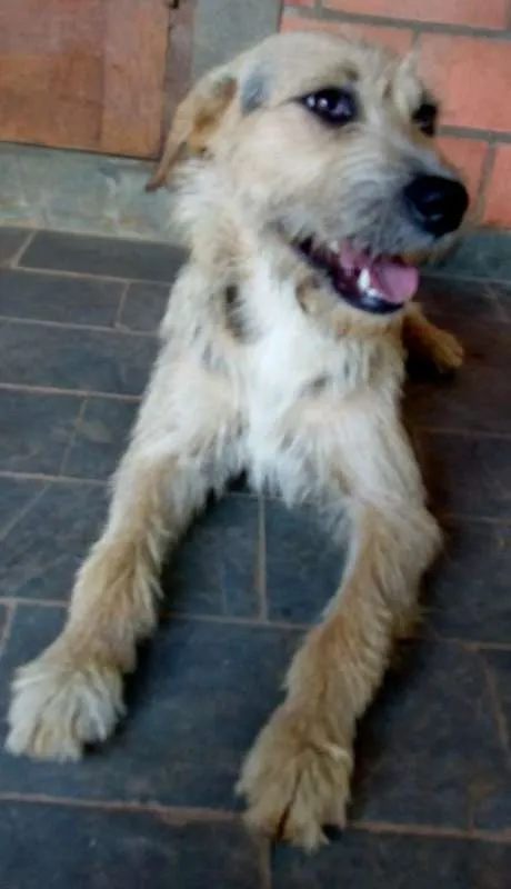 Cachorro ra a srd idade 1 ano nome Alice