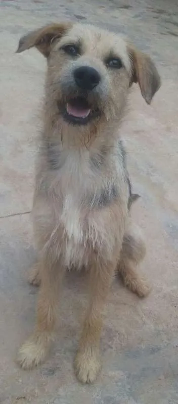 Cachorro ra a srd idade 1 ano nome Alice