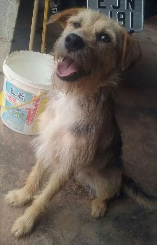 Cachorro ra a srd idade 1 ano nome Alice