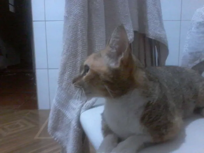 Gato ra a ~ idade  nome Sem nome