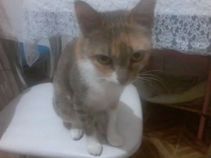 Gato ra a ~ idade  nome Sem nome