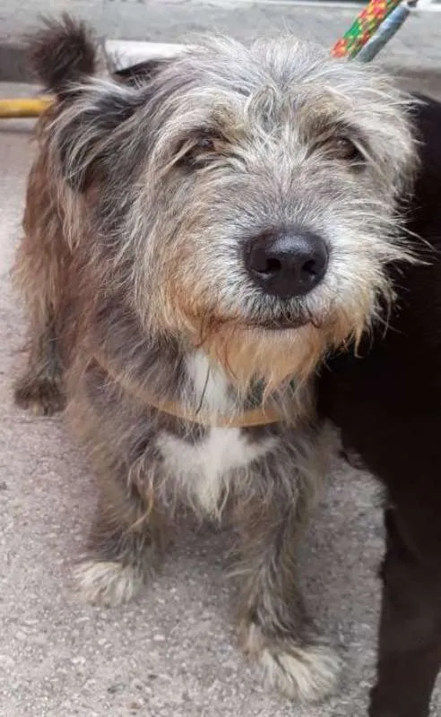 Cachorro ra a srd idade 3 anos nome Naomi