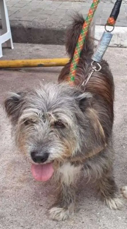 Cachorro ra a srd idade 3 anos nome Naomi