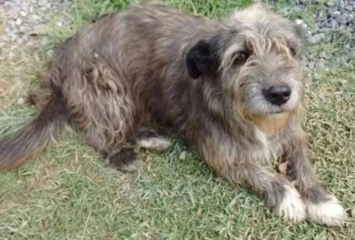 Cachorro ra a srd idade 3 anos nome Naomi