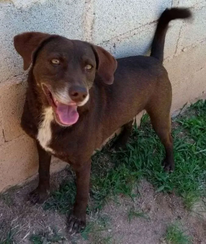Cachorro ra a Mix de Labrador idade 4 anos nome Thor