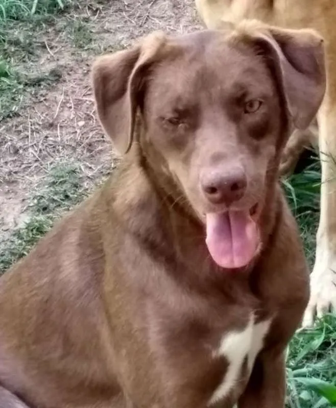 Cachorro ra a Mix de Labrador idade 4 anos nome Thor