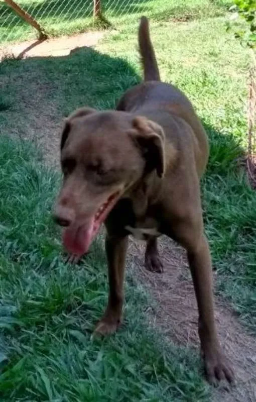 Cachorro ra a Mix de Labrador idade 4 anos nome Thor