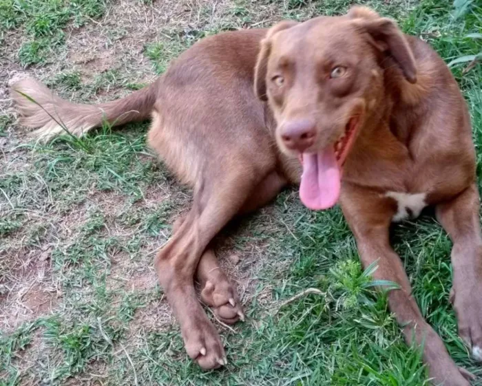 Cachorro ra a Mix de Labrador idade 4 anos nome Thor