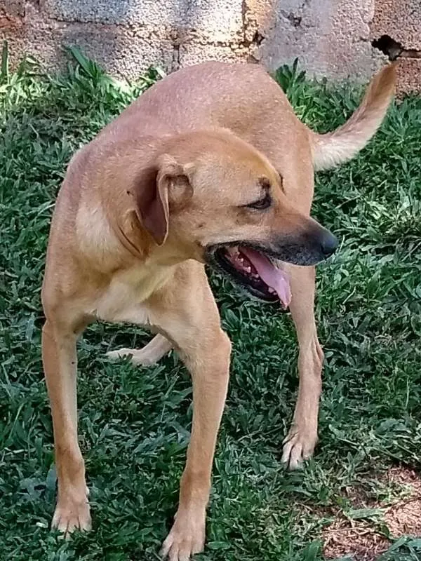 Cachorro ra a srd idade 3 anos nome Lara e Anne