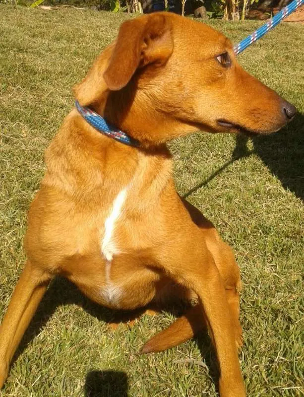 Cachorro ra a srd idade 3 anos nome Lara e Anne