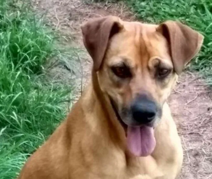 Cachorro ra a srd idade 2 anos nome Logan