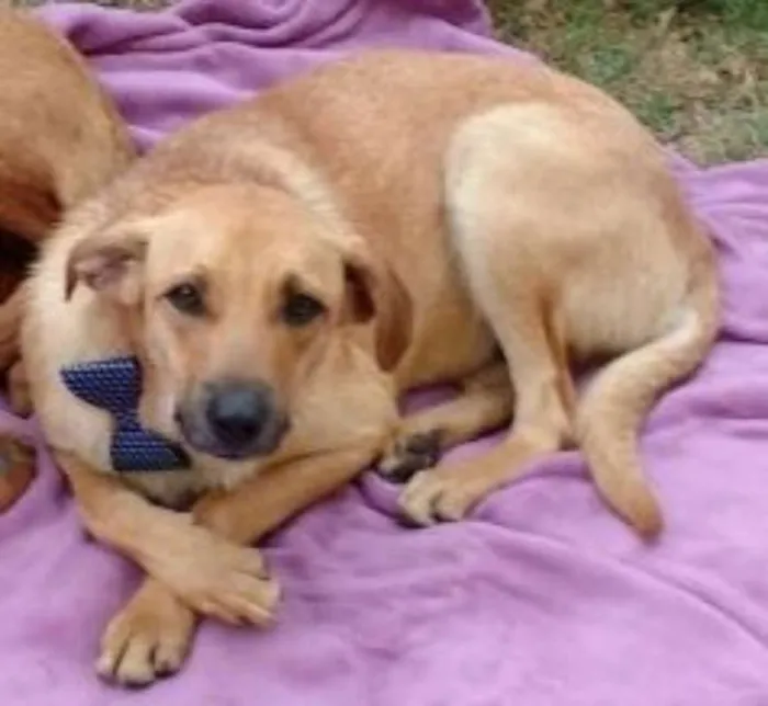 Cachorro ra a srd idade 2 anos nome Logan