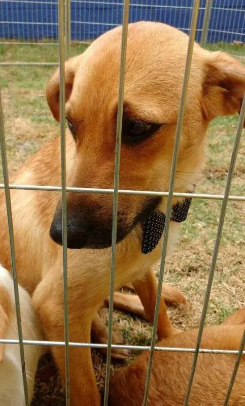Cachorro ra a srd idade 2 anos nome Logan