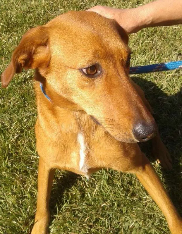 Cachorro ra a srd idade 2 anos nome Logan