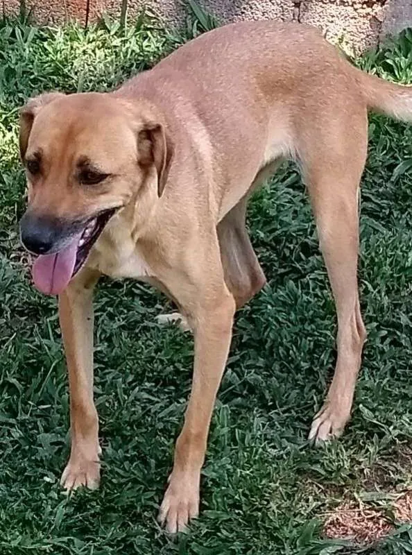Cachorro ra a srd idade 2 anos nome Logan