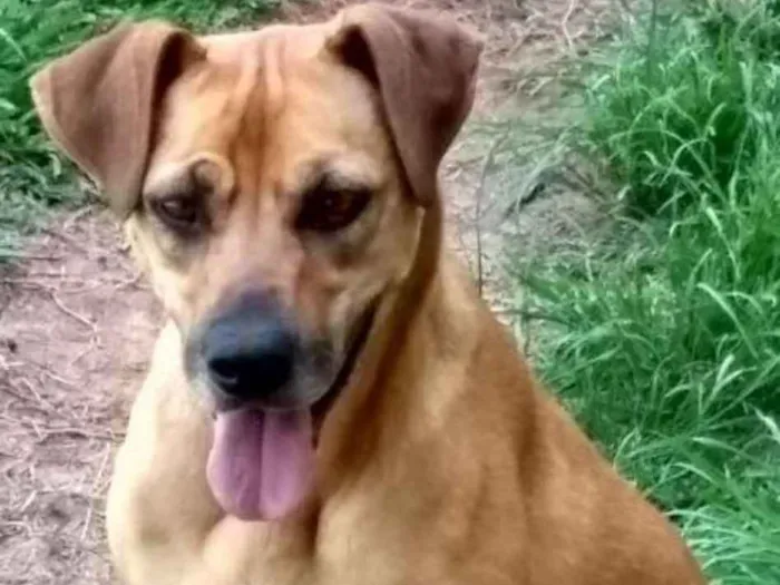 Cachorro ra a srd idade 2 anos nome Logan