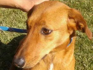 Cachorro raça srd idade 3 anos nome Lara e Anne