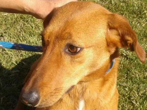 Cachorro ra a srd idade 3 anos nome Lara e Anne