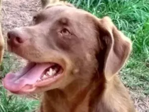 Cachorro raça Mix de Labrador idade 4 anos nome Thor