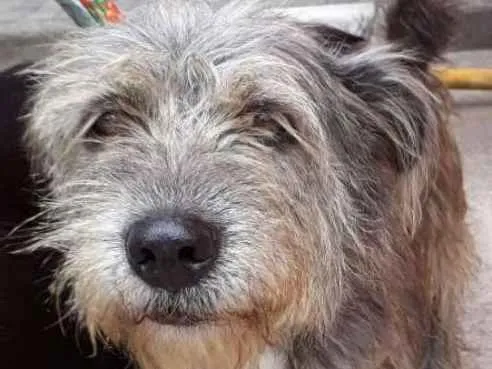 Cachorro ra a srd idade 3 anos nome Naomi