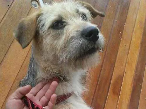Cachorro ra a srd idade 1 ano nome Alice