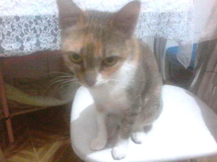 Gato ra a ~ idade  nome Sem nome