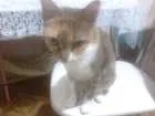 Gato raça ~ idade  nome Sem nome