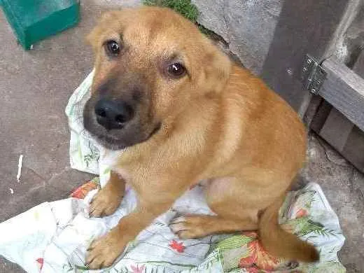 Cachorro ra a Sem raça definida idade 2 a 6 meses nome Jack