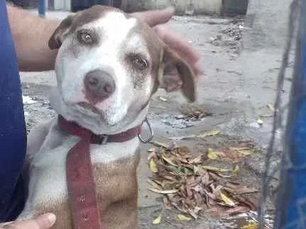 Cachorro raça Pit-Bull idade 2 anos nome Toby