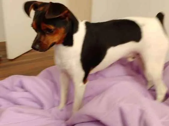 Cachorro ra a Fox paulistinha idade 7 a 11 meses nome Marshall