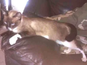 Gato raça Siamês idade 1 ano nome Nina e os filhotes