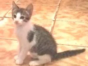 Gato raça Vira lata idade 2 a 6 meses nome Nao tem nome ainda