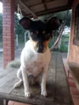 Bela