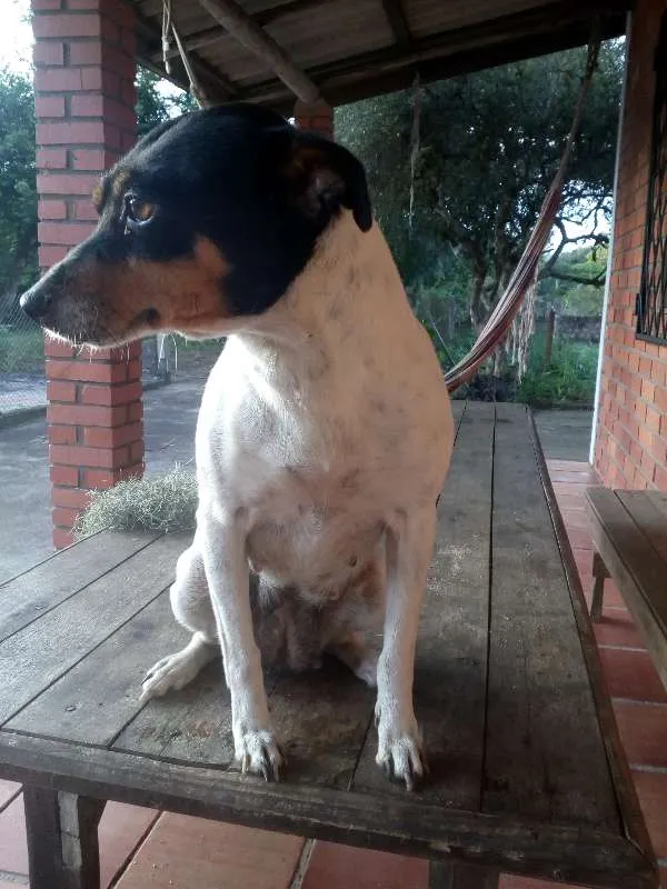 Cachorro ra a indefinida idade 4 anos nome Bela