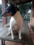 Bela